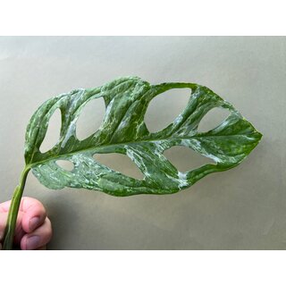 Monstera Adansonii Indonesian Marble Variegata Ableger
