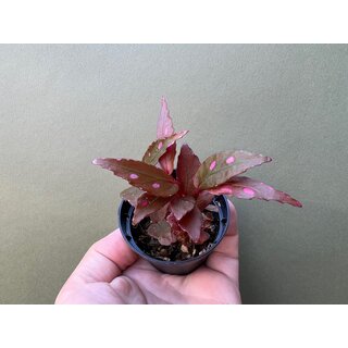 Begonia Julau type 2