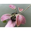 Hoya merrillii