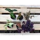 vampire crabs plantset M