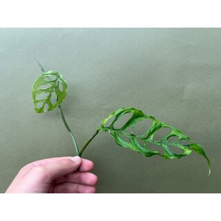 MONSTERA OBLIQUA PERU Ableger