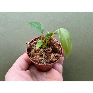 Anthurium veitchii The King Babyplant