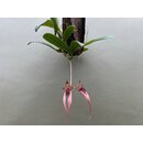 Bulbophyllum Lindas Glory