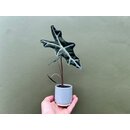 Alocasia sanderiana Nobilis Babyplant