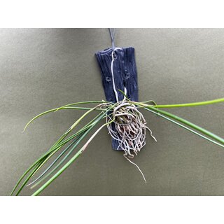 Brassavola cucullata