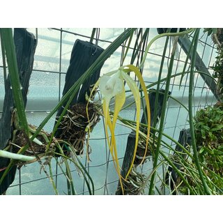 Brassavola cucullata