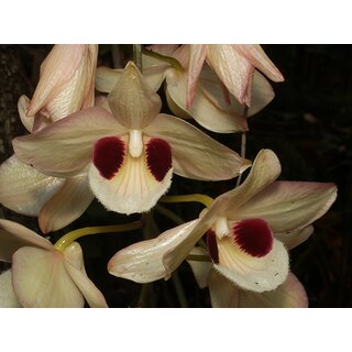 Dendrobium pulchellum