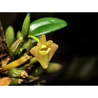 Dendrobium pachyphyllum