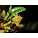 Dendrobium pachyphyllum