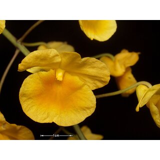 Dendrobium lindleyi