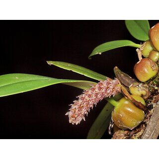 Bulbophyllum lilacinum