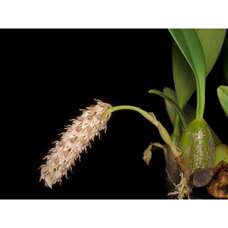 Bulbophyllum lilacinum