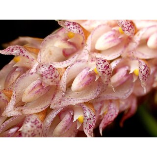 Bulbophyllum lilacinum