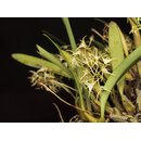 Bulbophyllum laxiflorum