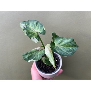 Syngonium T24
