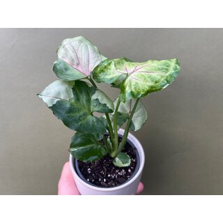 Syngonium T24
