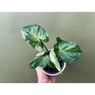 Syngonium T24