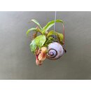 Fleischfressende Pflanze in Schneckenhaus