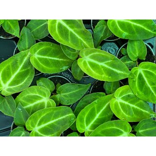 Anthurium Magnificum Babyplant