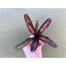Neoregelia Hannibal Pink
