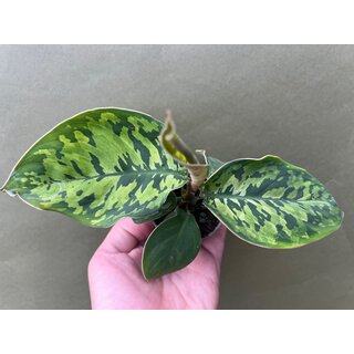 Homalomena Camouflage Babyplant