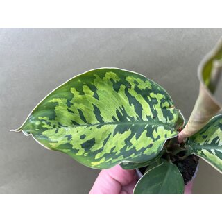 Homalomena Camouflage Babyplant