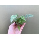 Athyrium niponicum Metallicum