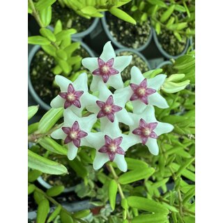 Hoya engleriana