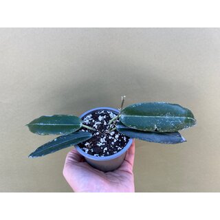 Hoya archboldiana