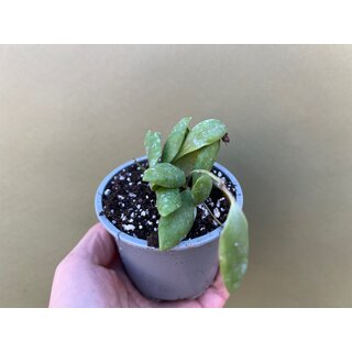 Hoya Pallilimba rare