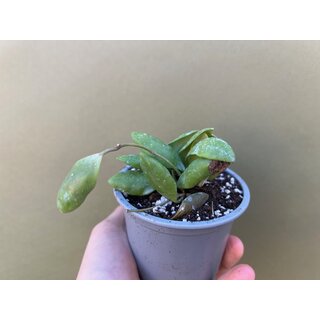 Hoya Pallilimba rare