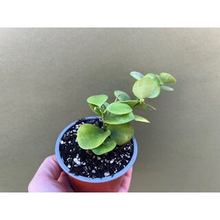 Hoya biakensis splash selten
