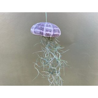 Jellyfish Decoration with Lousiana Moss