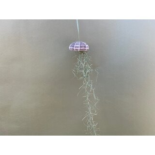 Jellyfish Decoration with Lousiana Moss