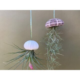 Jellyfish Decoration with Lousiana Moss