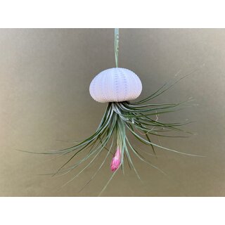 Jellyfish decoration with tillandsia