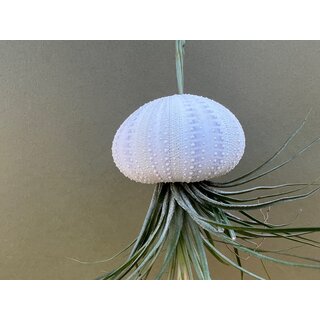 Jellyfish decoration with tillandsia