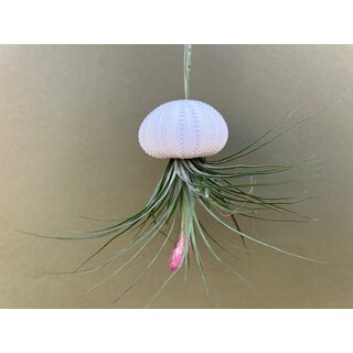 Jellyfish decoration with tillandsia