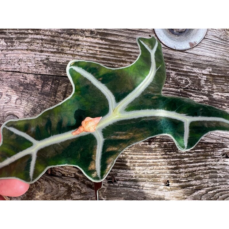 Alocasia sanderiana Nobilis Rhizom, 3,90