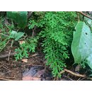 Selaginella spec. Bahia Solano Colombia