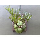 Platycerium ridleyi rare