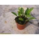 Pleurothallis janettiae