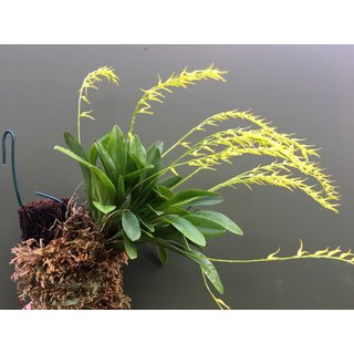 Pleurothallis costaricensis