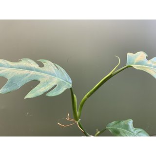 Philodendron elegans Cutting