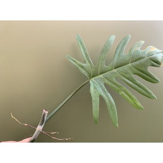 Philodendron elegans Ableger
