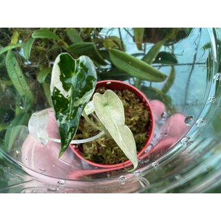 Alocasia bambino variegata Babyplant