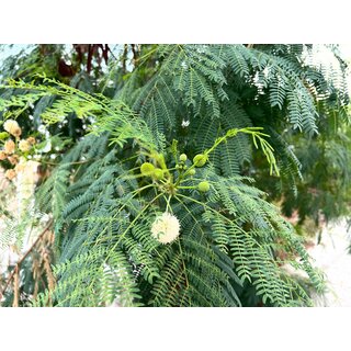 Weikopfmimose Leucaena leucocephala 10 Samen