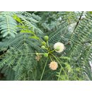Weikopfmimose Leucaena leucocephala 10 Samen