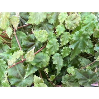 begonia maurandiae rare