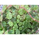 begonia maurandiae rare